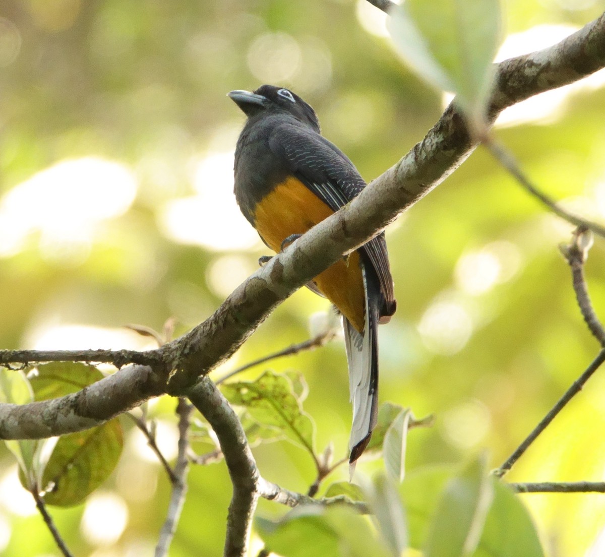 Ak Kuyruklu Trogon - ML146584801