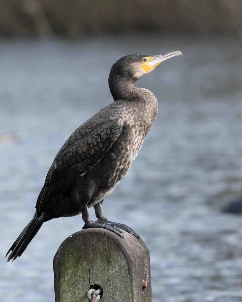 Great Cormorant - ML146584881