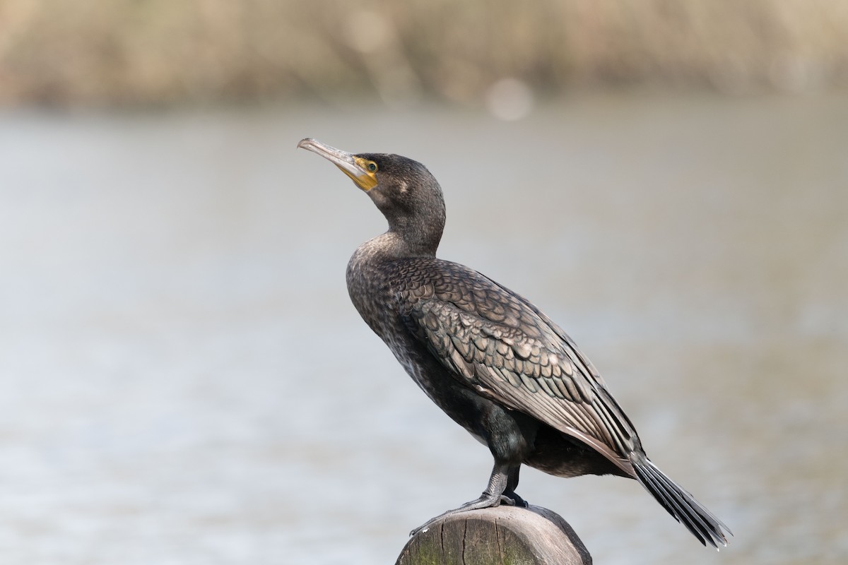 Great Cormorant - ML146584911