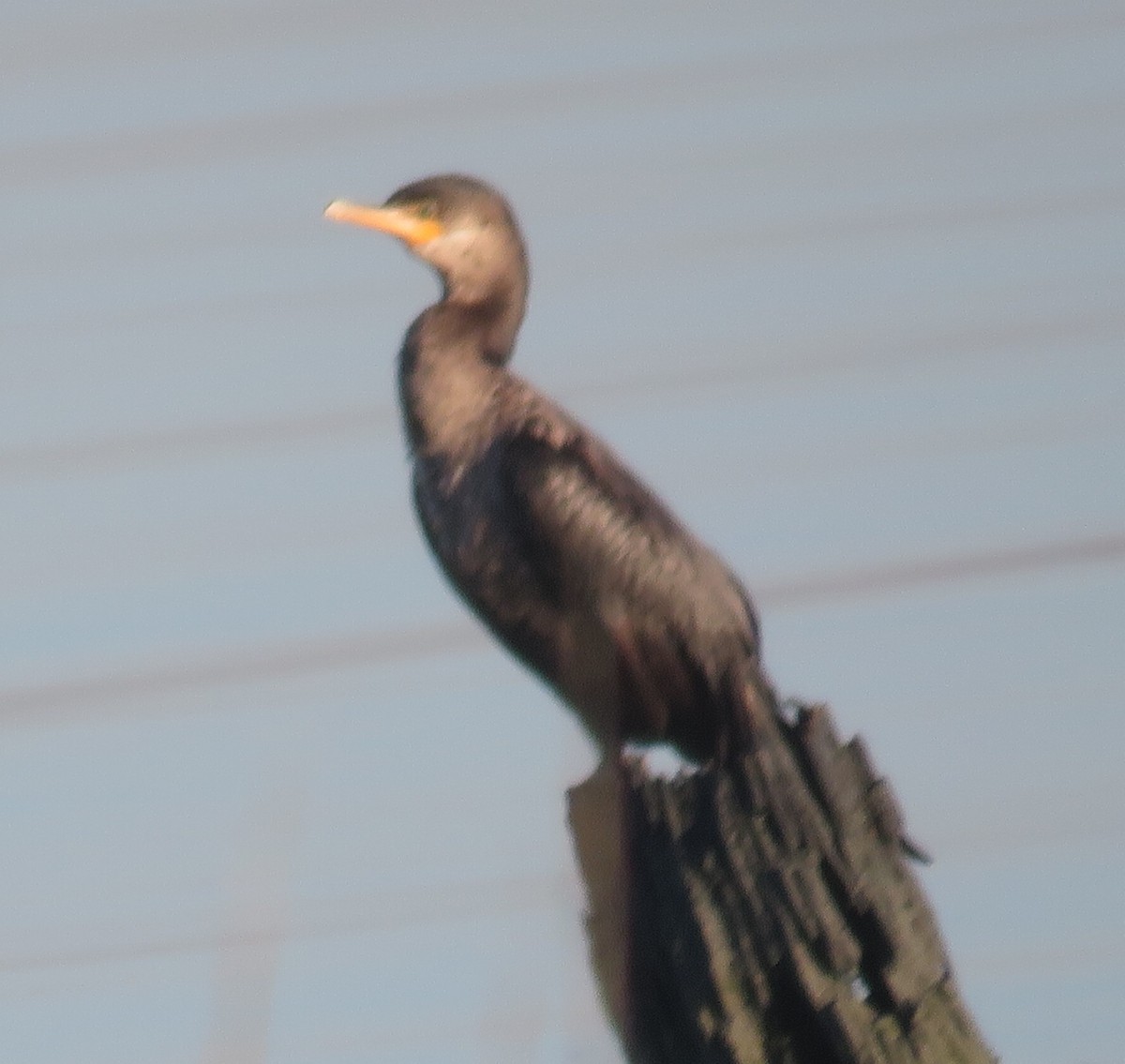 Double-crested Cormorant - ML146585971