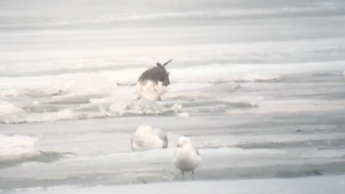 gull sp. - Spencer Hardy