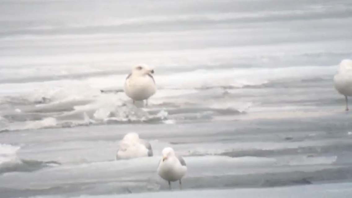 goéland ou mouette sp. - ML146586611