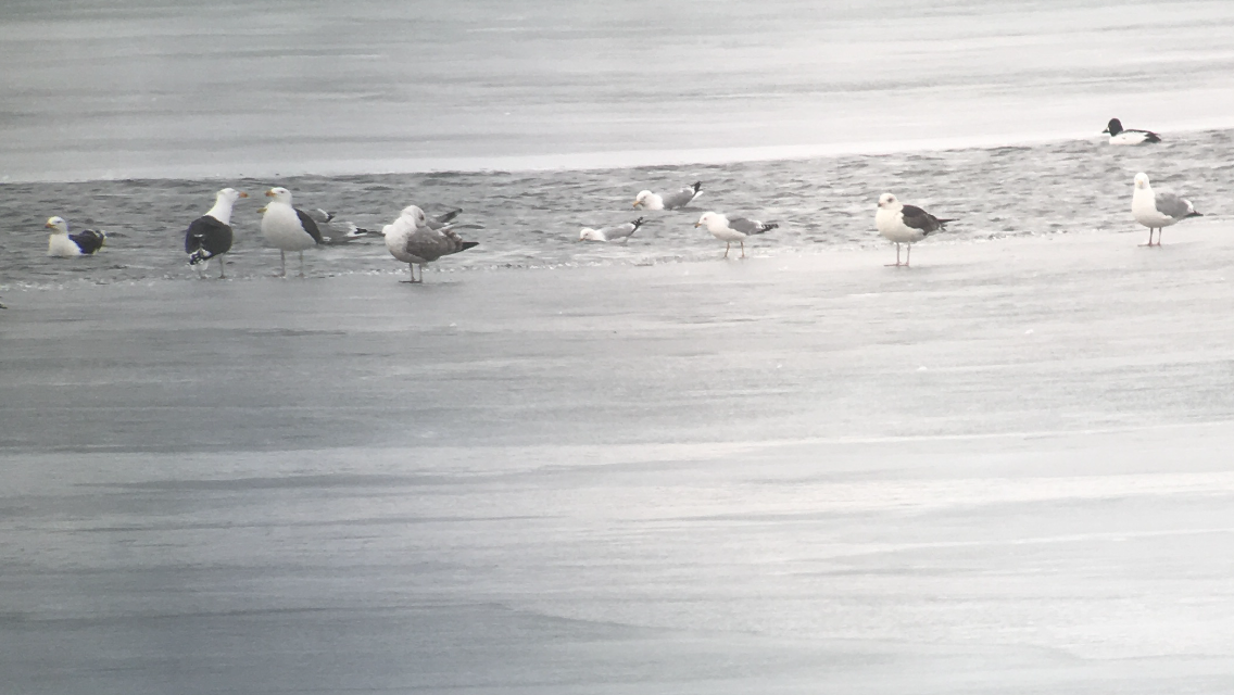 goéland ou mouette sp. - ML146586621