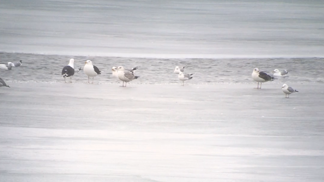 gull sp. - Spencer Hardy