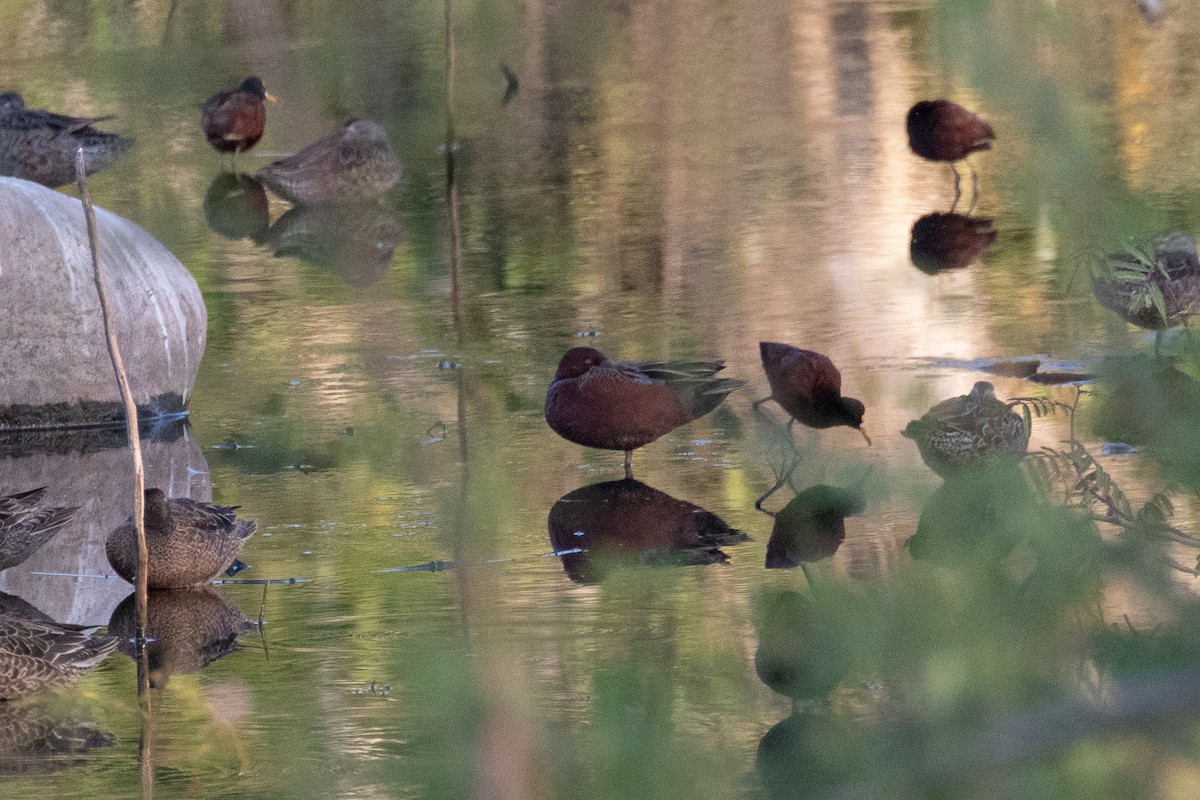 Cinnamon Teal - ML146587281