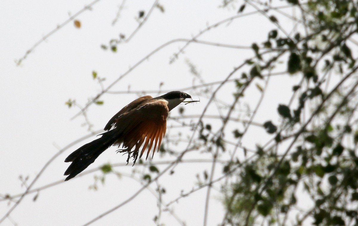 Senegal Coucal - ML146588501