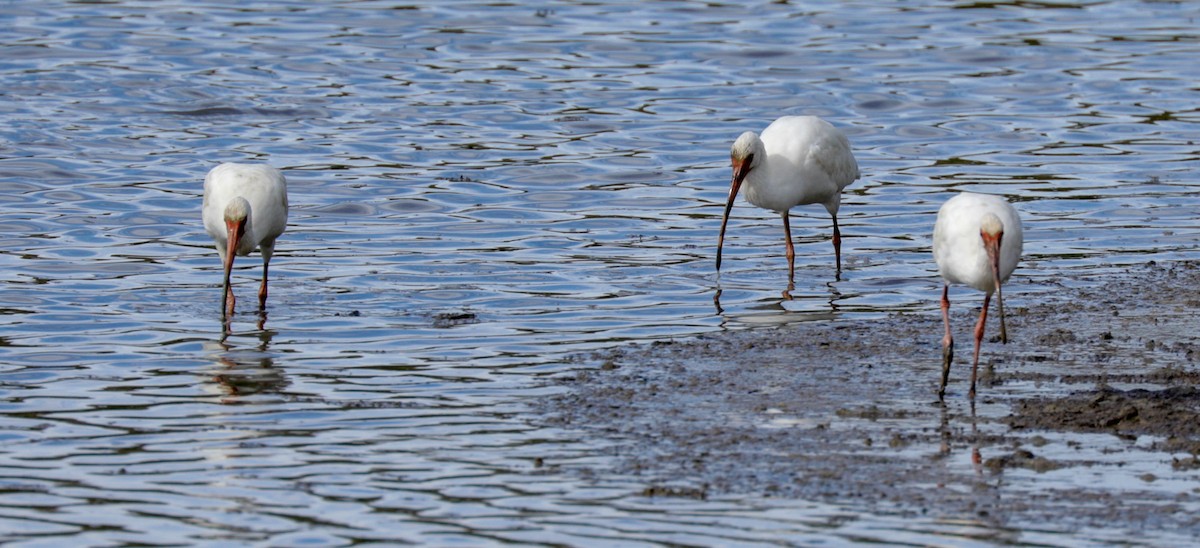 White Ibis - ML146588821