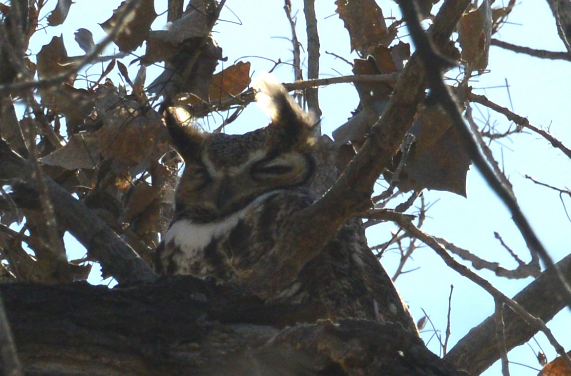 Great Horned Owl - ML146588861