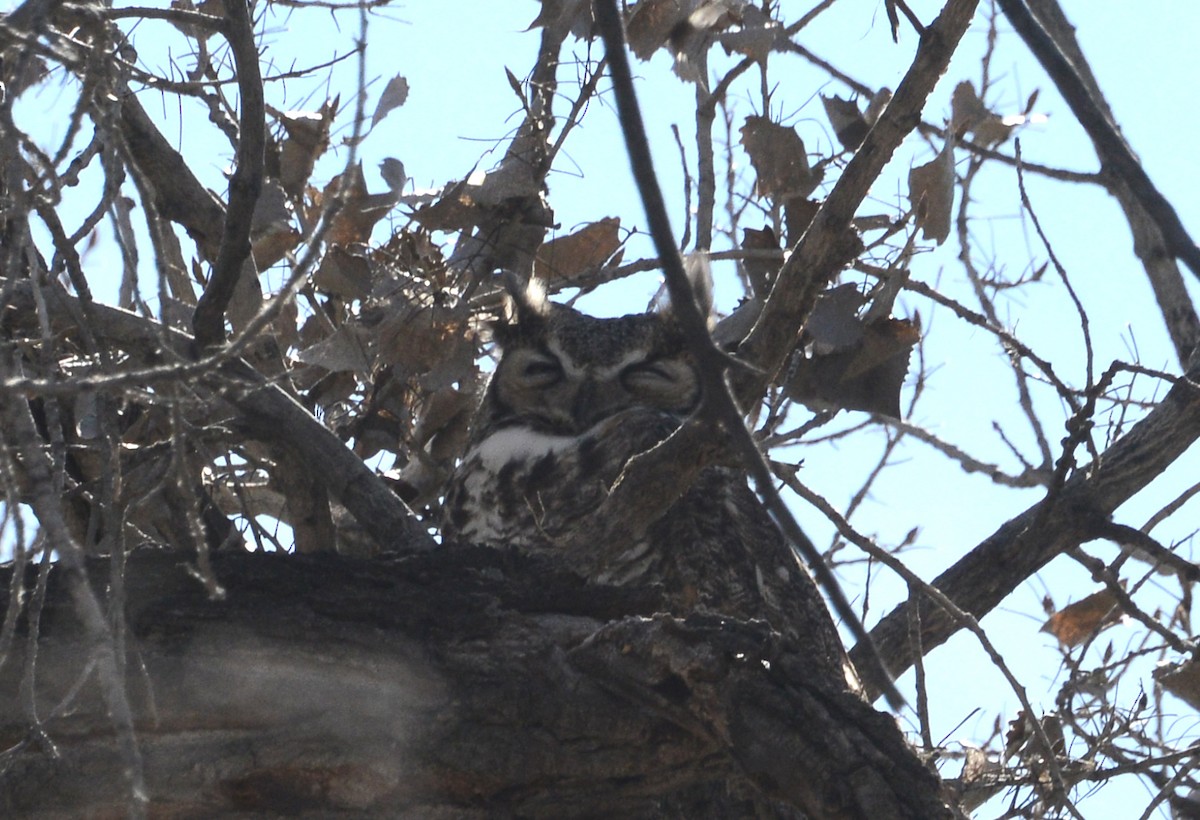 Great Horned Owl - ML146588881