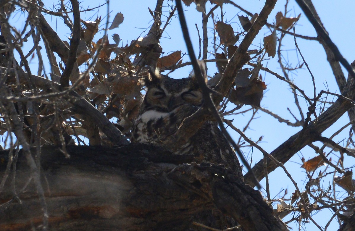 Great Horned Owl - ML146588891