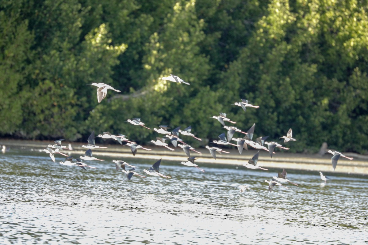 Black-necked Stilt (Black-necked) - ML146589331