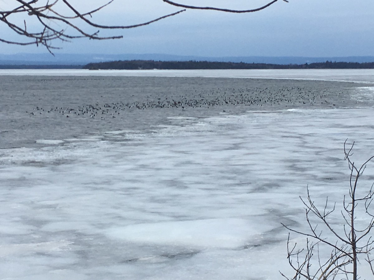 Greater/Lesser Scaup - ML146589671