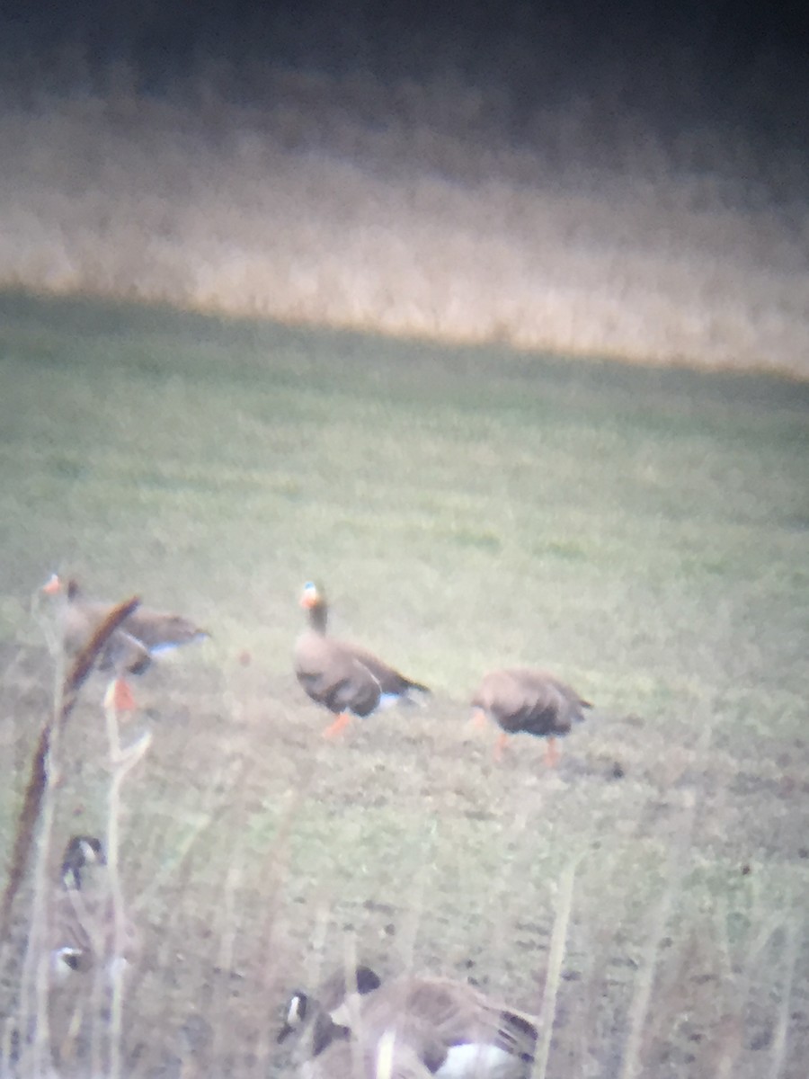 Greater White-fronted Goose - ML146589981