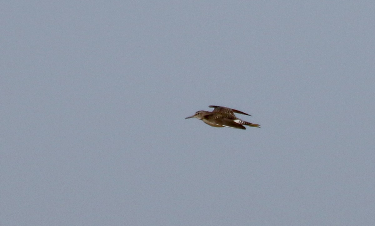 Wood Sandpiper - ML146591101