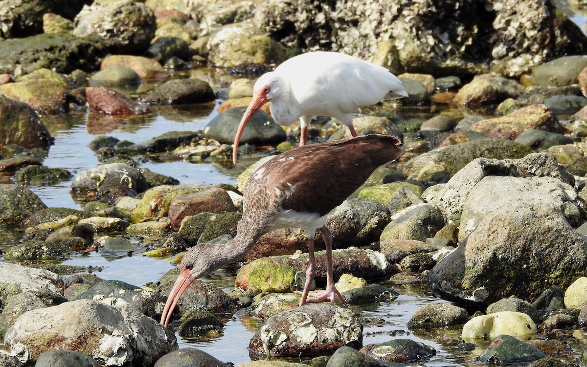 White Ibis - Nels Nelson