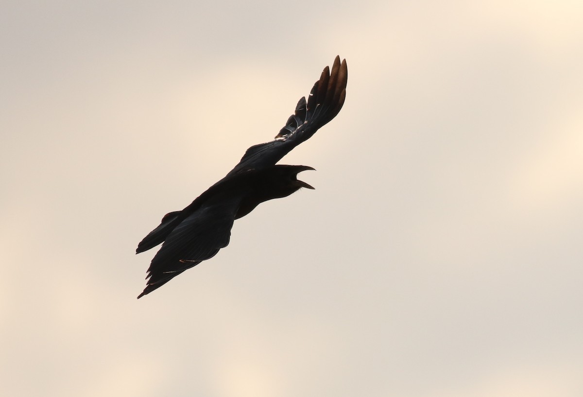 Hispaniolan Palm-Crow - Émile Brisson-Curadeau