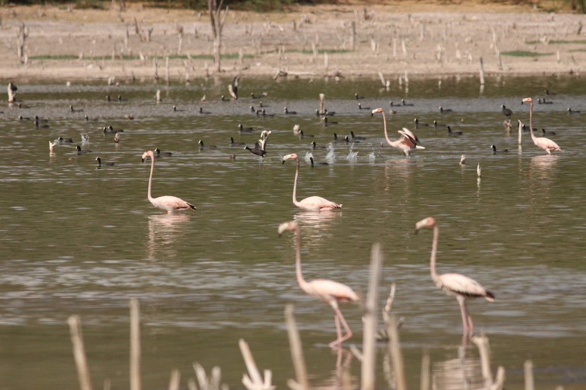 American Flamingo - ML146592001