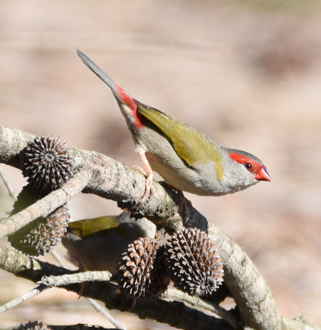 Red-browed Firetail - ML146592801