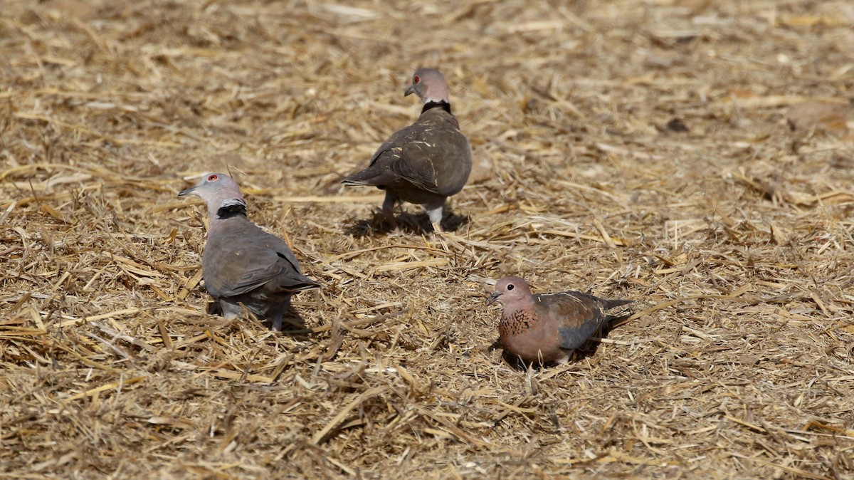 Tórtola Senegalesa - ML146593001