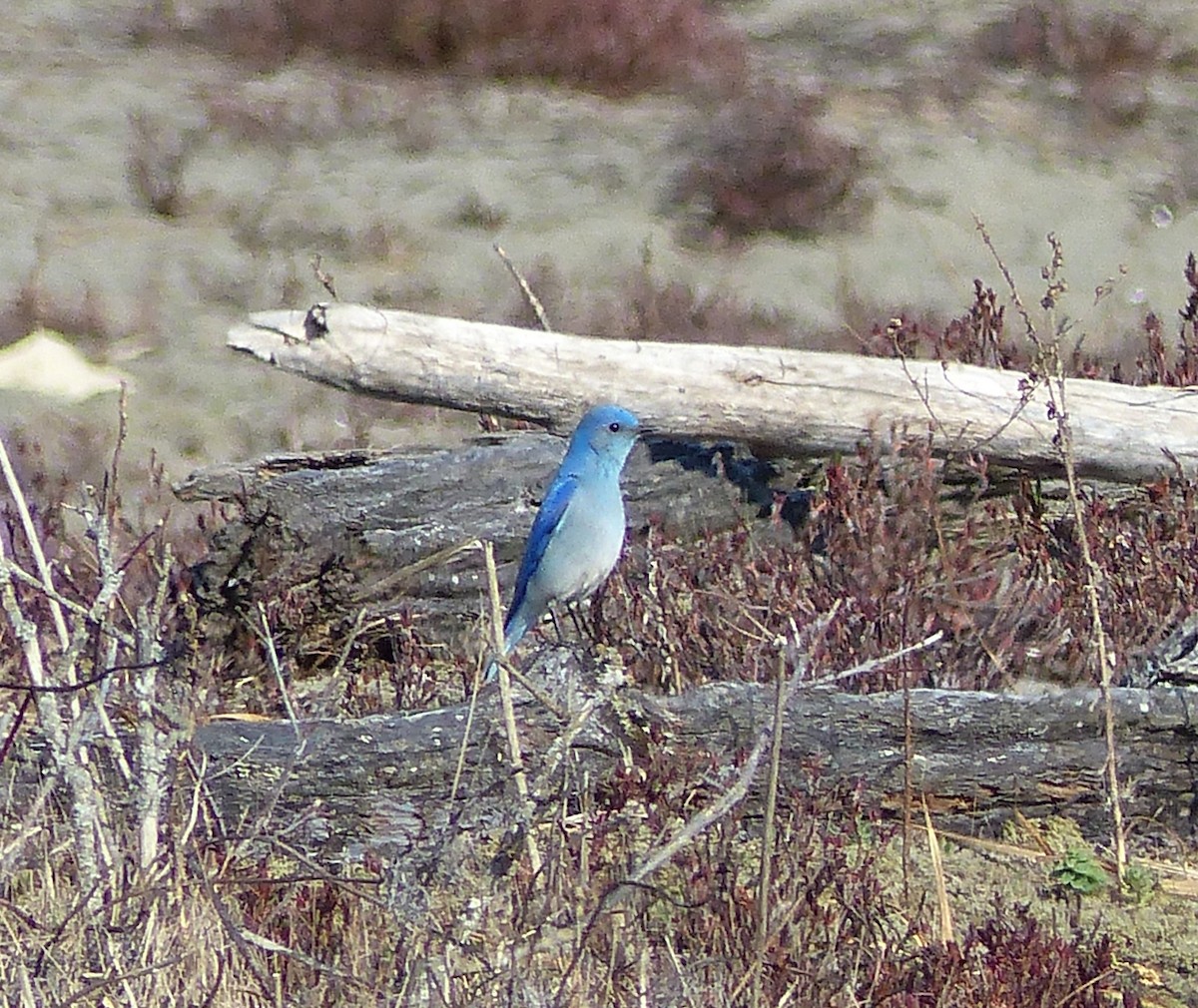 Mountain Bluebird - ML146593051