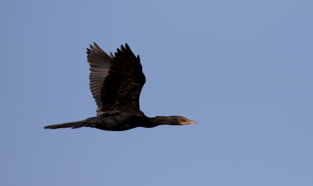 Long-tailed Cormorant - Jay McGowan