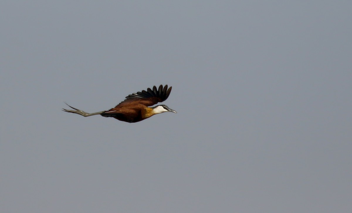 Jacana à poitrine dorée - ML146593191