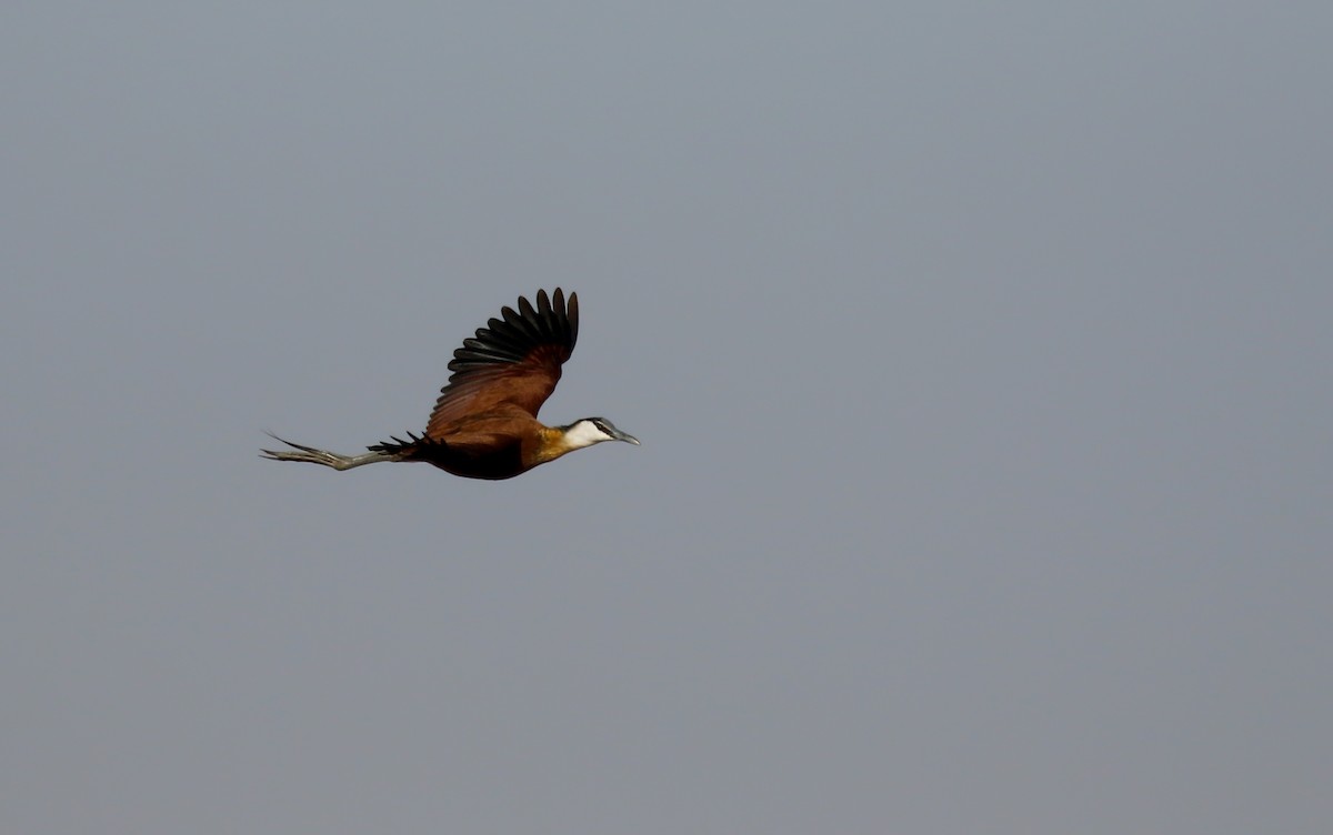 Jacana à poitrine dorée - ML146593231