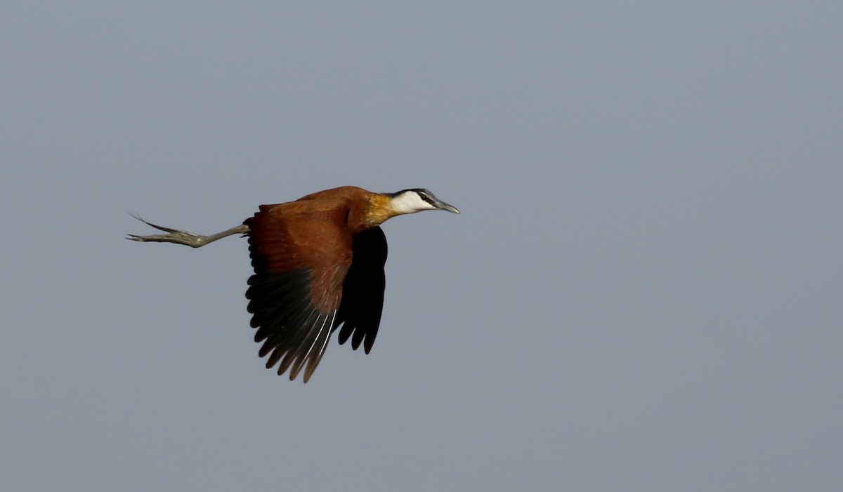 Jacana à poitrine dorée - ML146593261