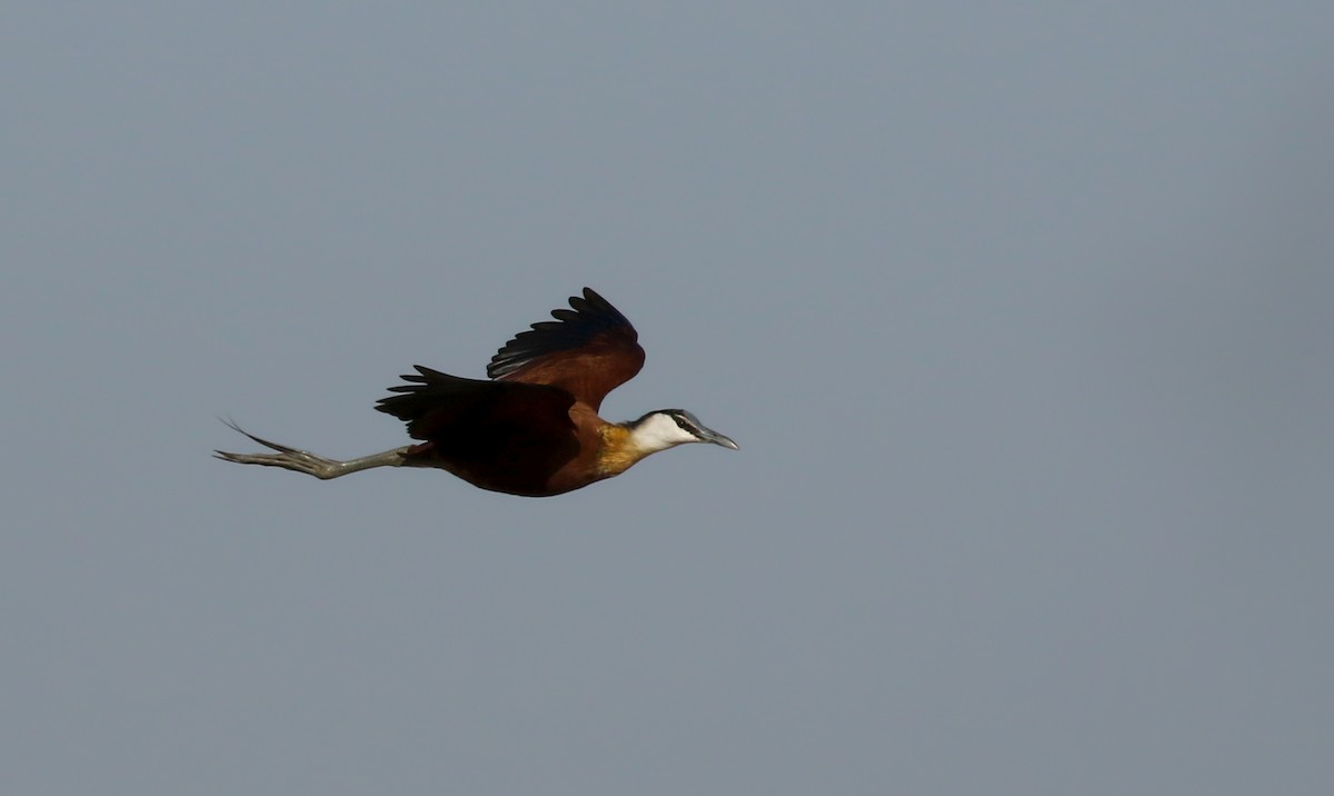 Jacana à poitrine dorée - ML146593271