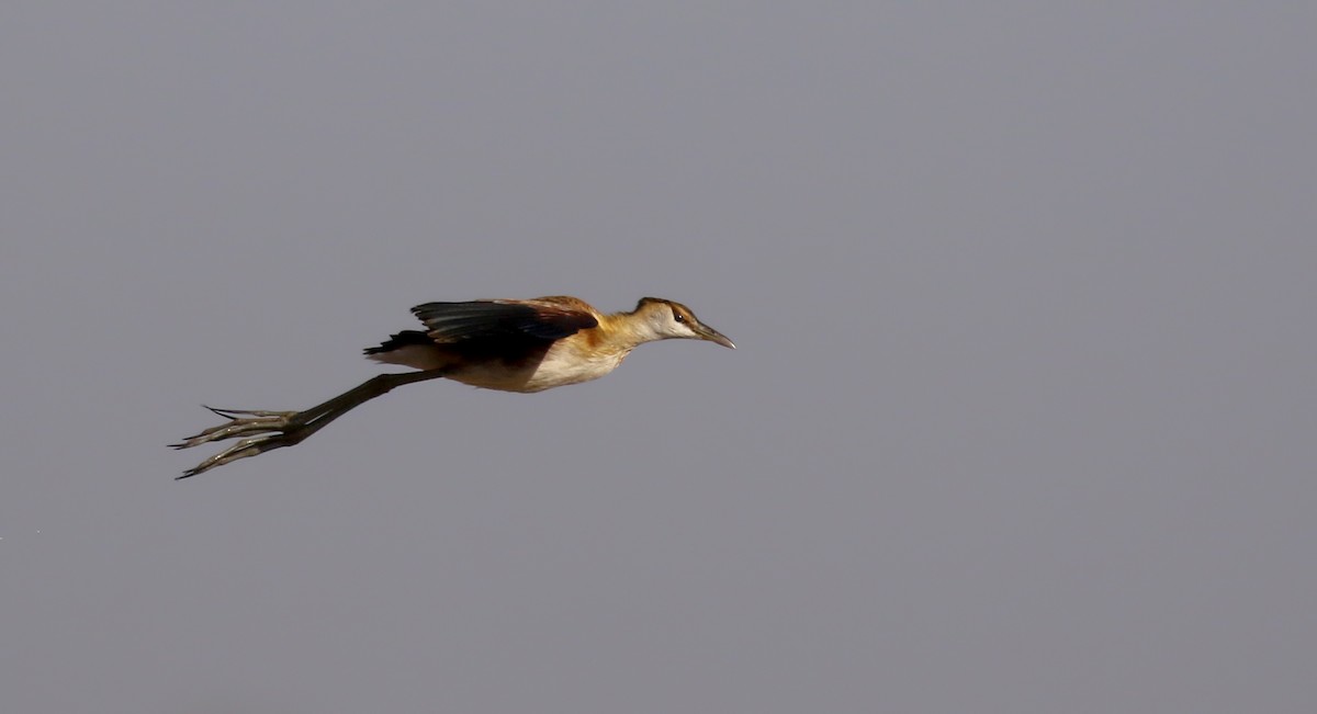 Jacana à poitrine dorée - ML146593461