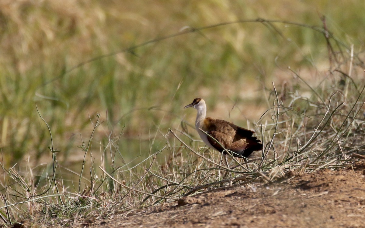 Jacana à poitrine dorée - ML146593551