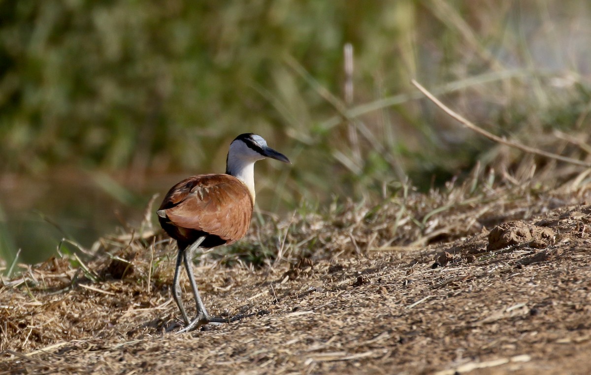 Jacana Africana - ML146593591