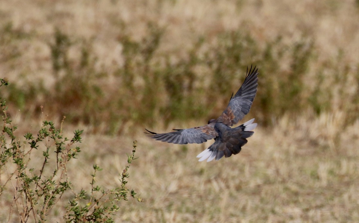 Tórtola Senegalesa - ML146593651