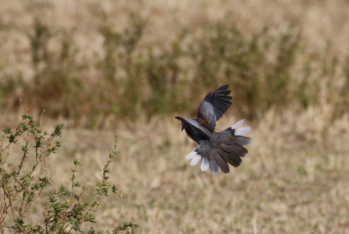 Tórtola Senegalesa - ML146593671