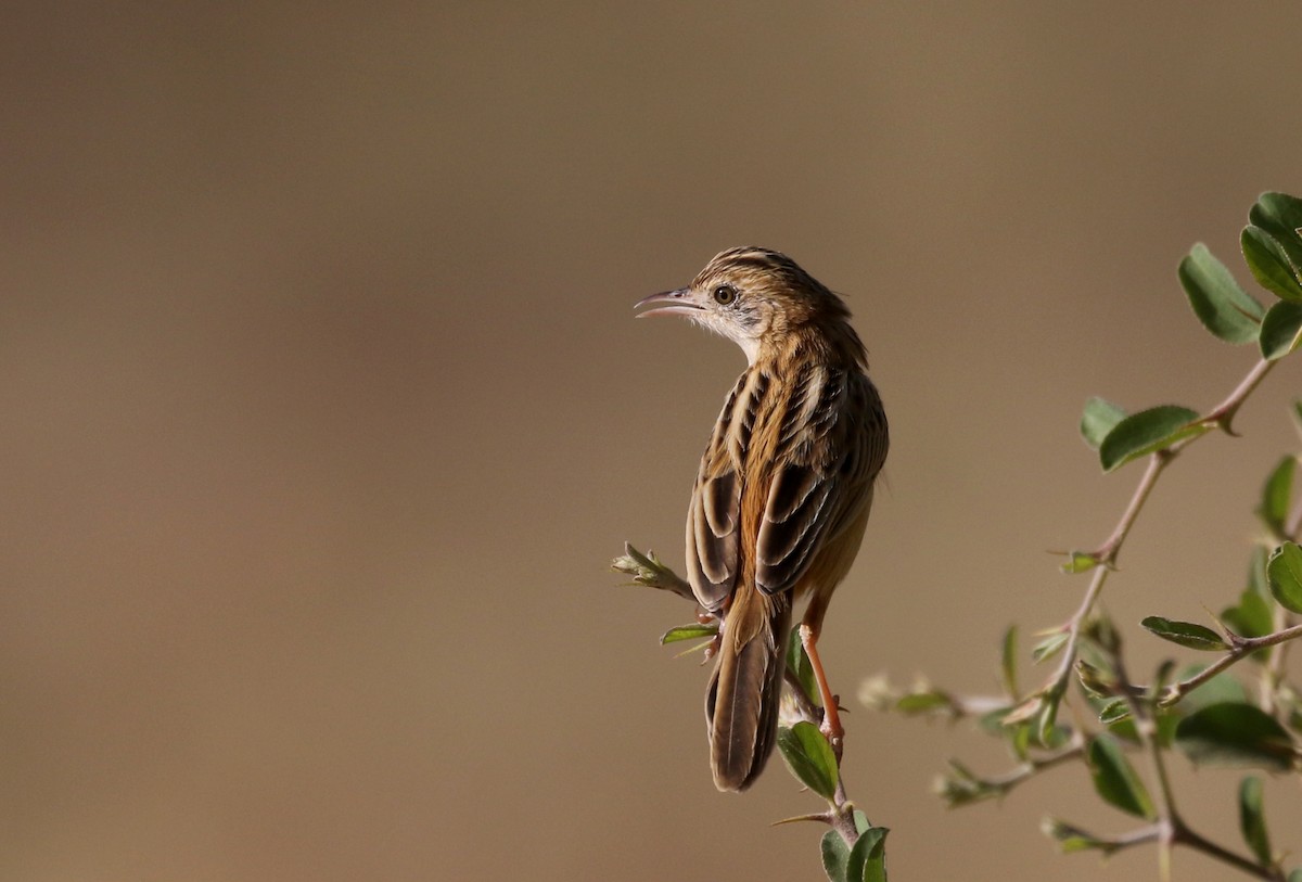 Zitting Cisticola (African) - Jay McGowan