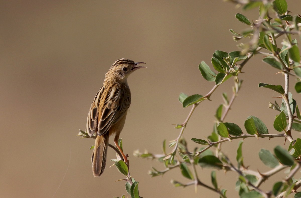 Cisticole des joncs (terrestris/uropygialis) - ML146593791