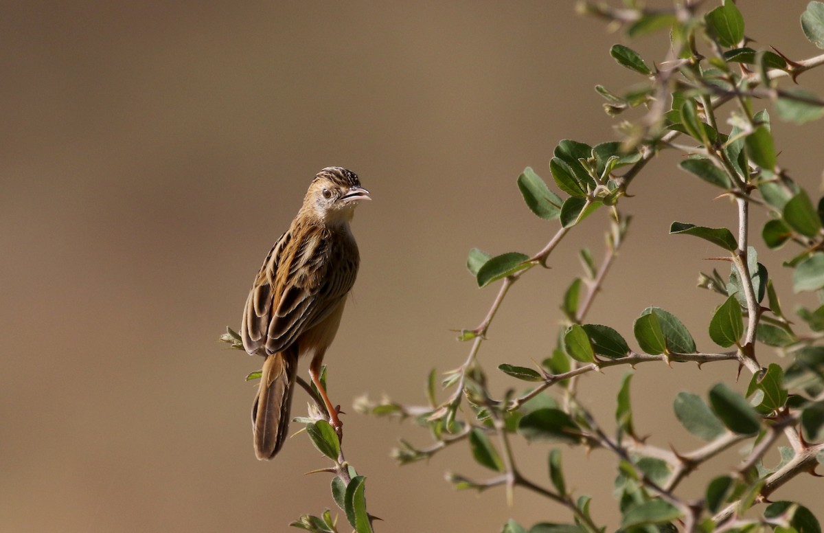 Zitting Cisticola (African) - ML146593801