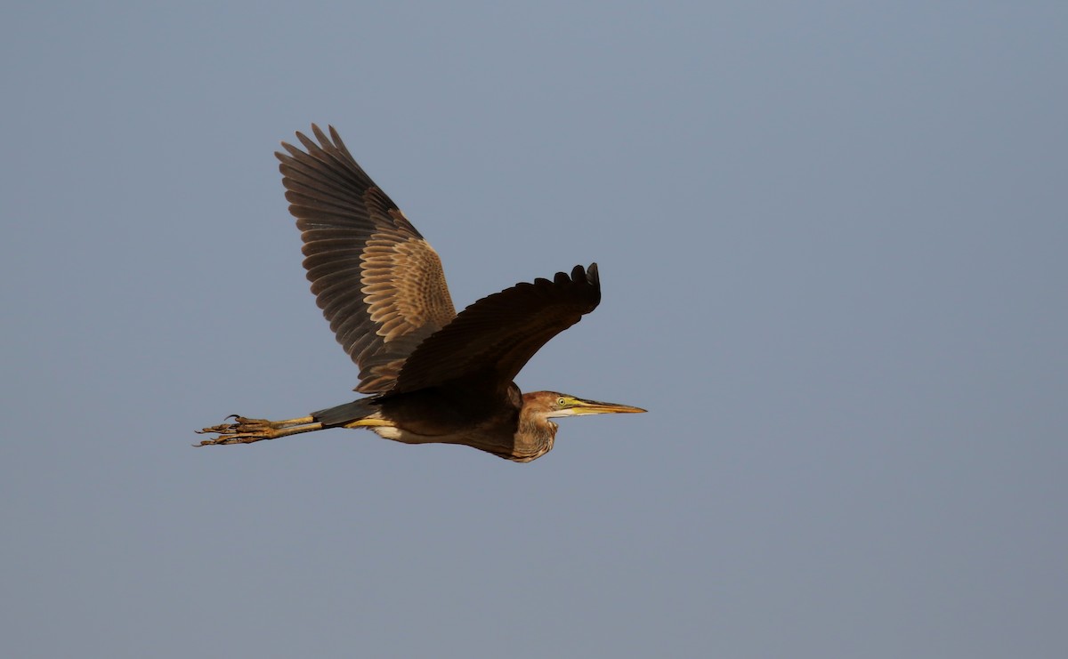 Purple Heron (Purple) - ML146593941