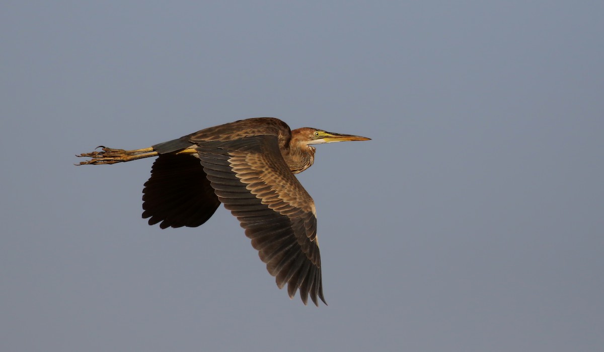 Purple Heron (Purple) - ML146593951