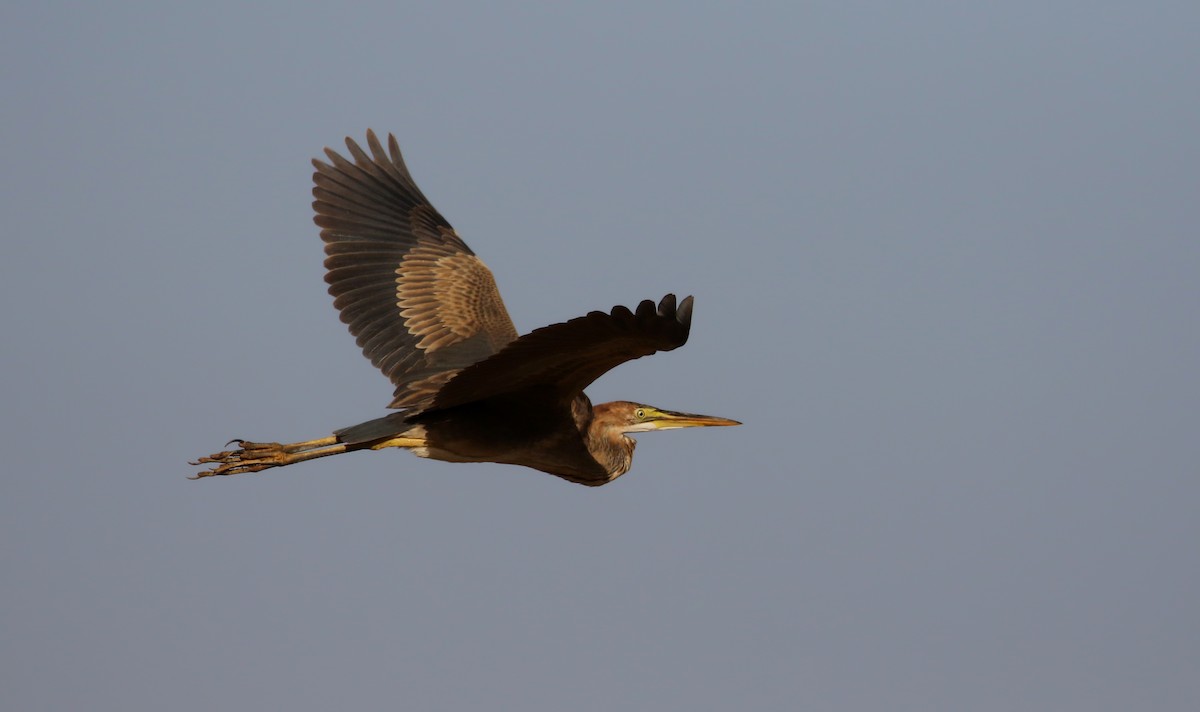 Purple Heron (Purple) - ML146593961