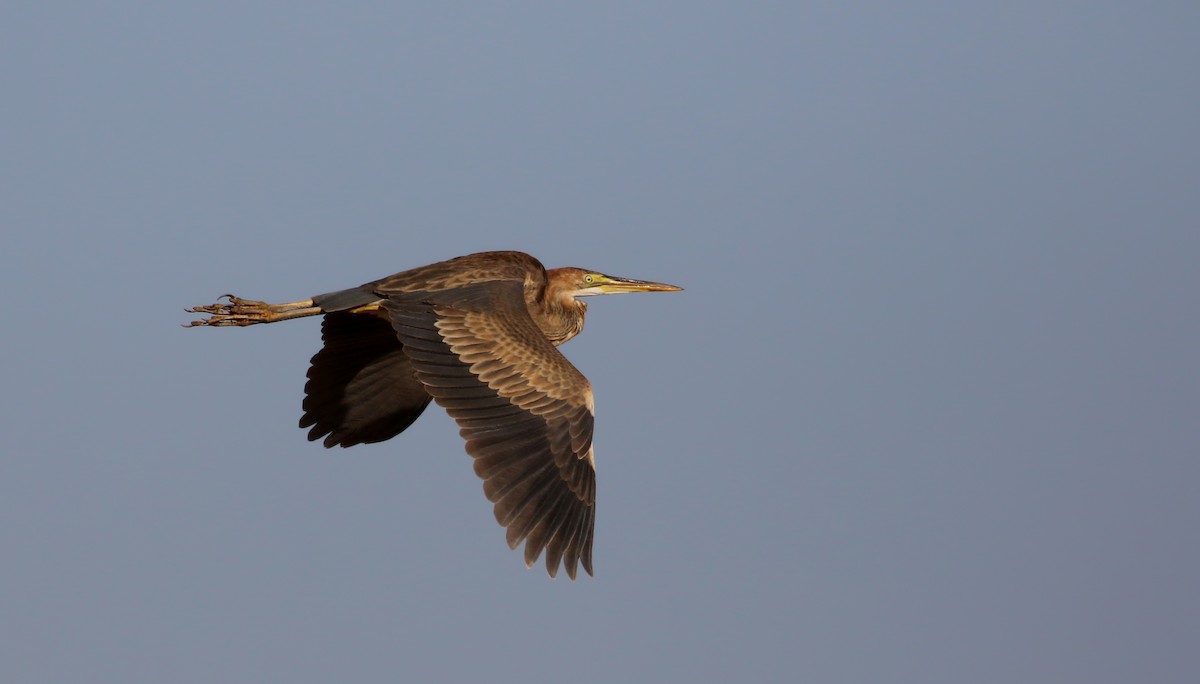 Purple Heron (Purple) - Jay McGowan