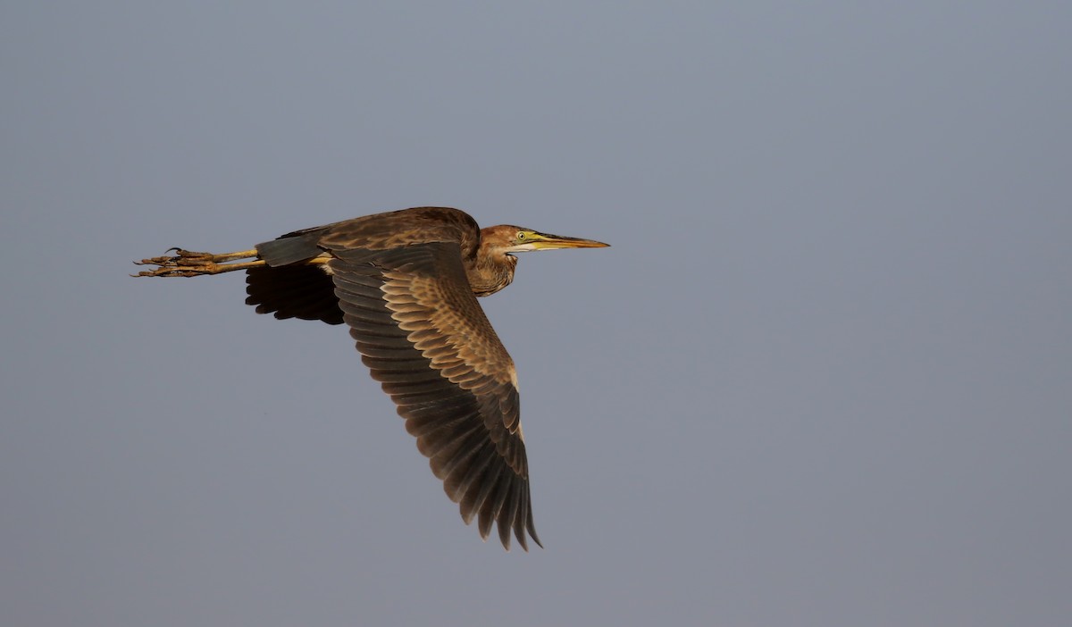 Purple Heron (Purple) - ML146593981