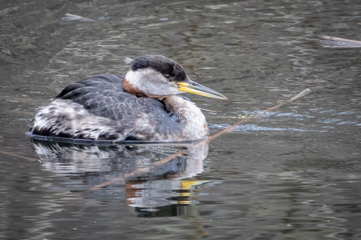 Red-necked Grebe - ML146594521