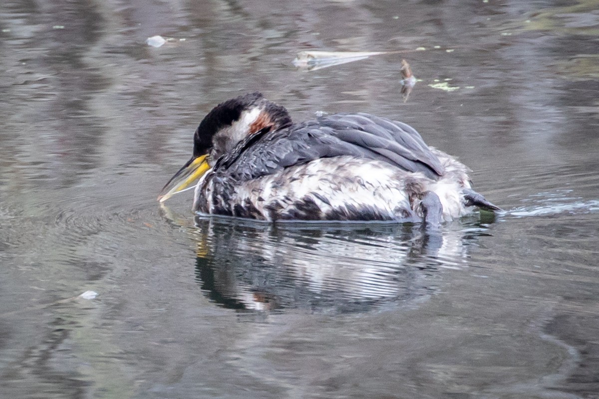 Red-necked Grebe - ML146594551