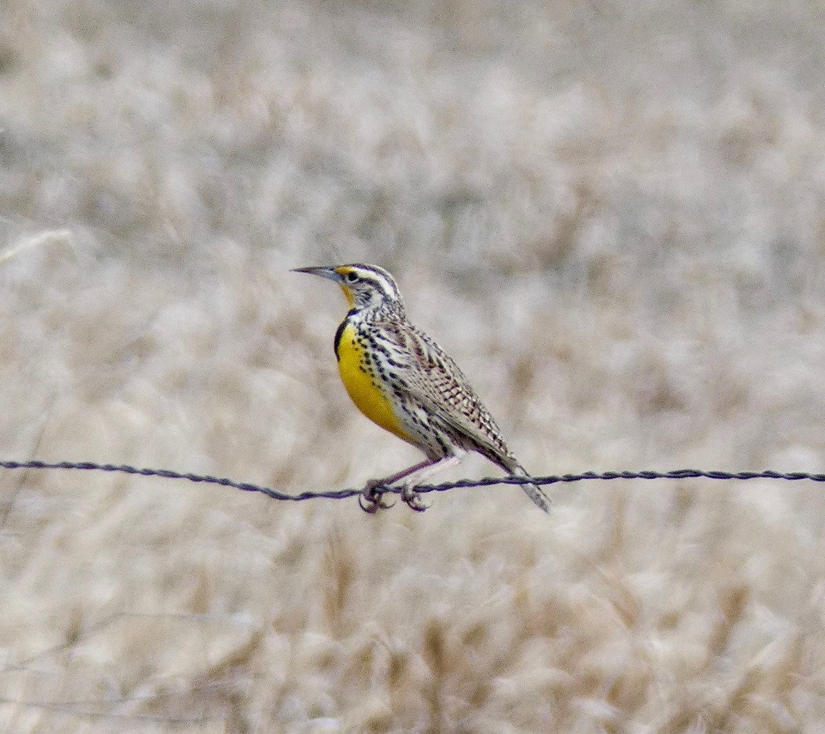 Western Meadowlark - Cynthia Madsen