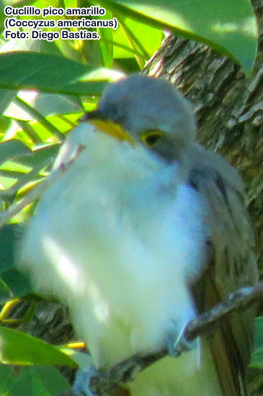 Yellow-billed Cuckoo - ML146595351