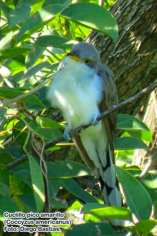 Yellow-billed Cuckoo - ML146595371