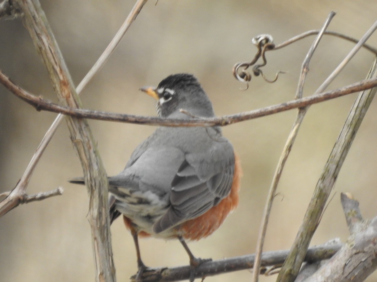 American Robin - ML146595691