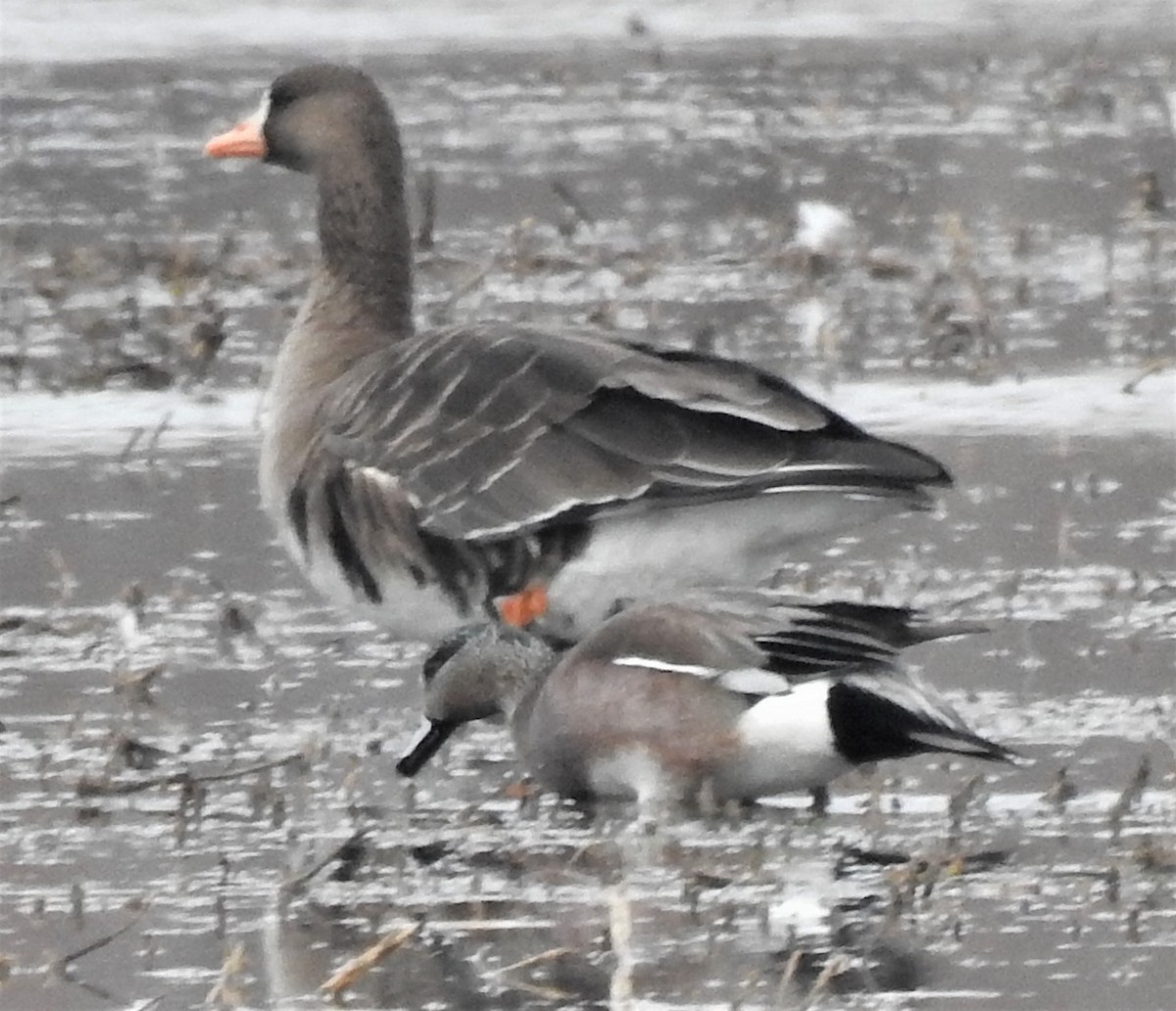 American Wigeon - ML146595841