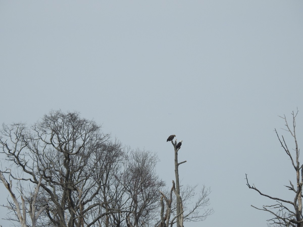 Bald Eagle - ML146595851